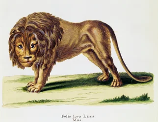 Oroszlán (Felis leo), az emlősökből, leírásokkal illusztrálva a természetből, Johann Christian Daniel von Schreber (1739-1810), metszet: H I Tisroff, 3. kötet, 97-A táblázat, Németország