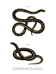 Kis iratkígyó (színes litó)