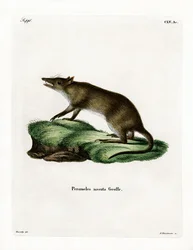 Hosszú orrú Bandicoot (színes metszet)
