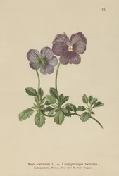 Hosszú sarkantyús Violet