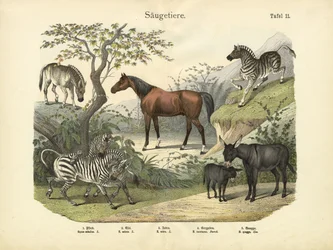 Emlősök, 1860 körül
