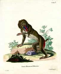 Mandrill (színes gravírozás)