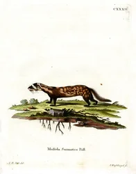Márványos polecat (színes metszet)