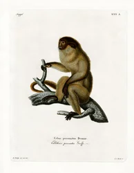 Álarcos Titi