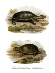 Mexikói óriás pézsmateknős (színes litho)
