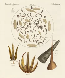 Mikroszkópikus tárgyak