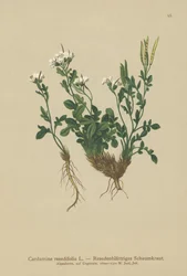 Mignonette-levelű keserűzsázsa (Cardamine resedifolia, Arabis bellidioides, Cardamine heterophylla)