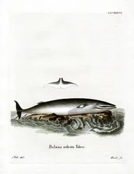 Minke Whale (színes metszet)