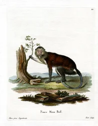Mona Monkey (színes metszet)