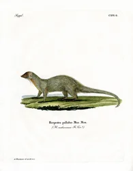 Mongoose (színes metszet)