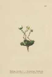 Mohos szaxifrage (Saxifraga bryoides)