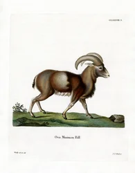 Muflon (színes gravírozás)