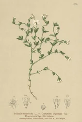 Hegyi tyúkfű (Stellaria cerastioides, Cerastium trigonum)