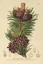 Hegyi fenyő (Pinus montana, Pinus mugo)