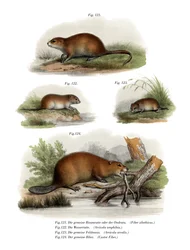 Pézsmapocok, 1860