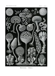 Mycetozoa, 1899-1904