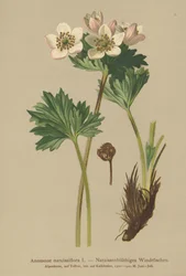 Nárciszvirágzó kökörcsin (Anemone narcissiflora)
