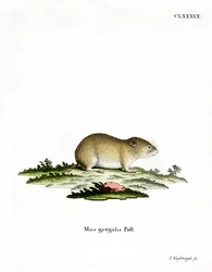 Keskenyfejű pocok (színes metszet)