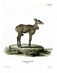 Nilgai (színes metszet)