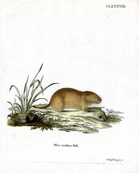 Északi vöröshátú pocok (színes metszet)
