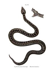 Orrszarvú vipera (színes litó)
