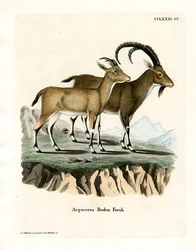 Núbiai kecske (színes metszet)