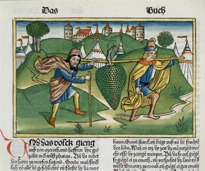 13. szám 23 Eshcol szőlője, a Nürnbergi Bibliából (Biblia Sacra Germanica) (színes fametszet)
