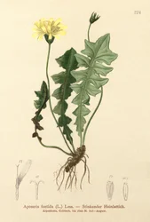 Illatos sertés saláta (Aposeris foetida)