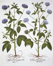Egyvirágú lóhere, Hortus Eystettensisből, Basil Besler (1561-1629), pub. 1613 (kézzel színezett metszet)