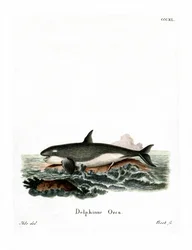 Orca (színes metszet)