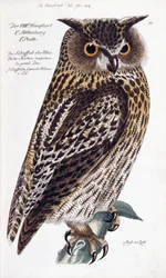 Bagoly, 1733-1763
