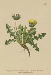 Pacheris pitypang (Taraxacum Pacheri)