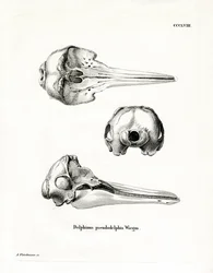 Pantrópusi foltos delfin koponya (színes metszet)