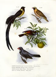 Paradise Whydah, 1864