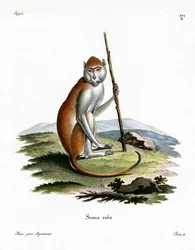 Patas Monkey (színes metszet)