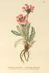 Rózsaszín tetű (Pedicularis rosea)