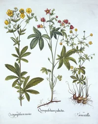 Potentillas, a Hortus Eystettensisből, Basil Besler (1561-1629), pub. 1613 (kézzel színezett metszet)