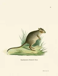 Potoroo (színes metszet)