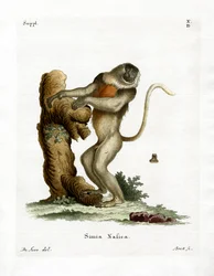 Proboscis Monkey (színes metszet)