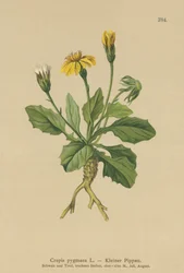 Pigmy Hawks-szakáll (Crepis pygmaea, Hieracium pumilum)