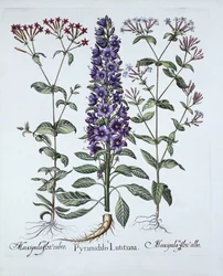 Pyramidal Campanula, Muscipulas, Hortus Eystettensis, Basil Besler (1561-1629), pub. 1613 (kézzel színezett metszet)