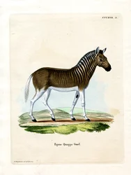 Quagga (színes metszet)