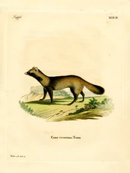 Raccoon Dog (színes metszet)