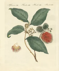 Rambután fa (színes metszet)
