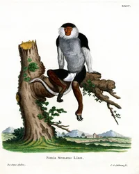Vörös szárú Douc Langur (színes metszet)