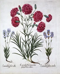 Vörös szegfű és levendula, a Hortus Eystettensisből, Basil Besler (1561-1629), pub. 1613 (kézzel színezett metszet)