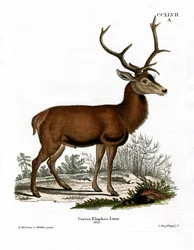 Gímszarvas (színes metszet)