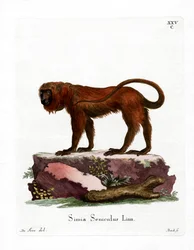 Red Howler (színes metszet)