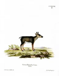 Rénszarvas Fawn (színes metszet)