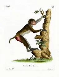 Rhesus makákó (színes metszet)